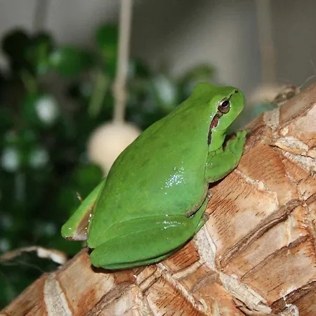 En Sales בית נופש